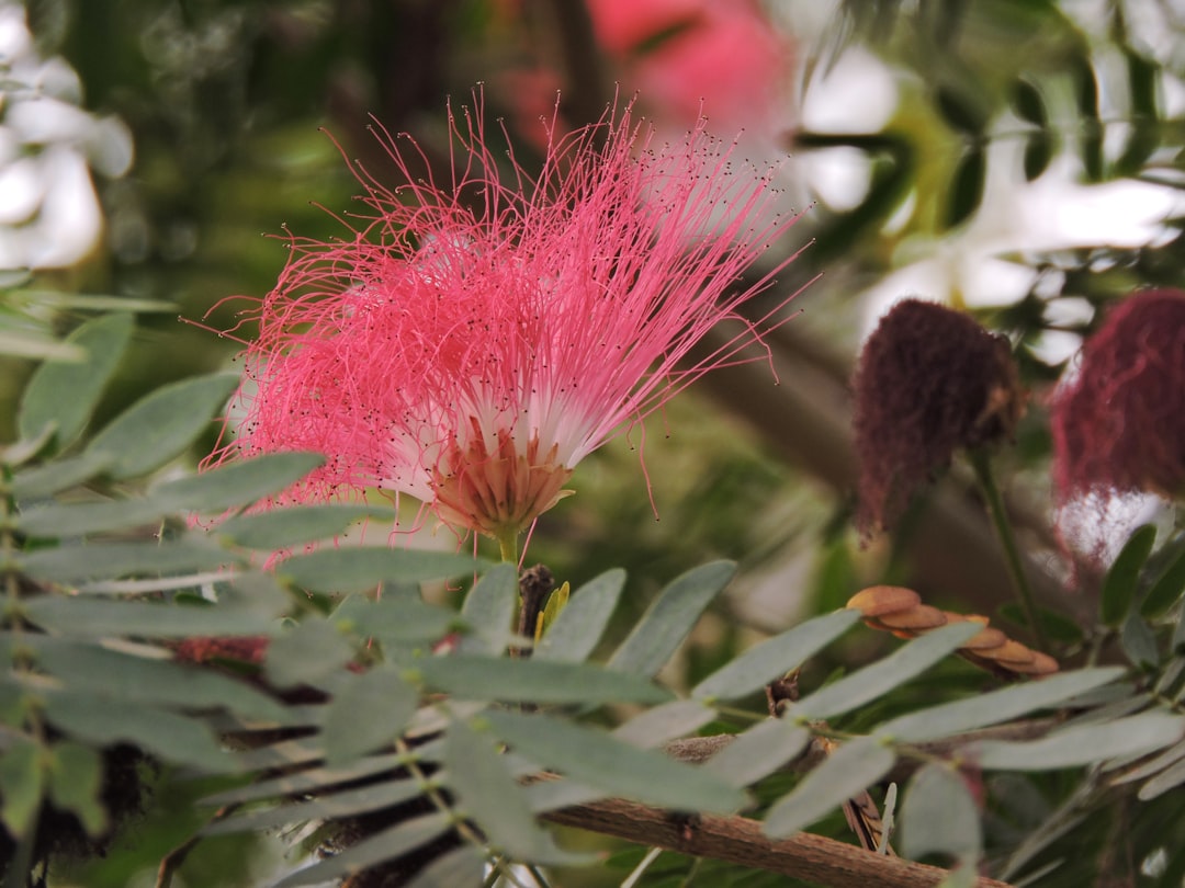 Photo powder pink